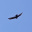 Animal - Bird - Vulture, Turkey - Cathartes aura.jpg
