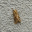 Animal - Moth - Tussock, Hicory Tiger (Moth) - Lophocampa caryae.jpg