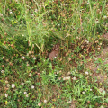 Animal - Mammal - Rabbit, Eastern Cottontail - Sylvilagus floridanus.jpg
