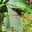 Animal - Insect - Dragonfly - Autumn Medowhawk - Sympetrum vicinum.jpg