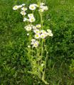 Plant - Wildflower - Daisy, Eastern Fleabane - Erigeron annuus.jpg