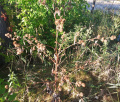 Plant - Wildflower - Burdock, Greater - Arctium lappa.jpg