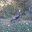 Animal - Bird - Turkey, Wild (Female) - Meleagris gallopavo.jpg