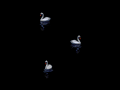 After Dark - WIN3 - Screenshot - Swan Lake.png