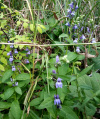 Plant - Wildflower - Lobelia, Great Blue - Lobelia siphilitica.jpg